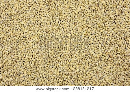 Maris Otter