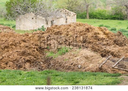 Cow Excrements, Large Pile Of Excrement, Cow Pus, Fertilizers For Land