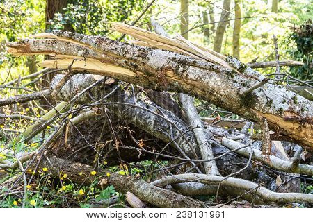 A Broken Tree, A Storm Broke A Tree, A Torn Tree Out Of The Ground, A Bunch Of Broken Trees
