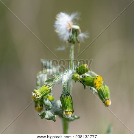 Groundsel (senecio Vulgaris) In Flower. Short Plant In The Daisy Family (asteraceae) With Small Yell