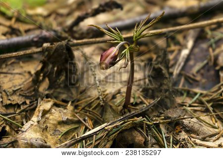 Unopened Red Bud Of Snowdrop Anemone Uralensis (