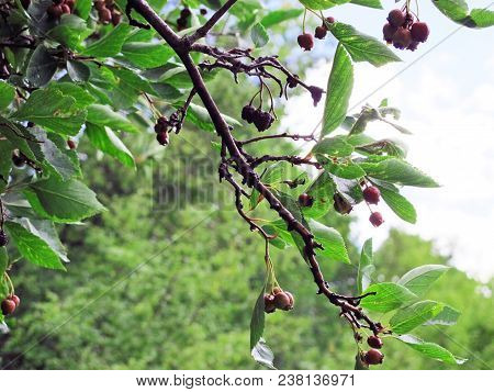 Wild Berries Of The Western Rocky Mountains