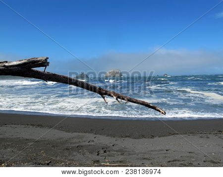 Branch Of Driftwood On Pacific Ocean Coast