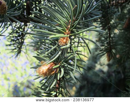 Spring Pine Tree Growth With New Infant Cones