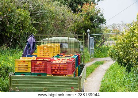 Ape Motorcycle Carrying Colored Fruit Boxes Full Of Tarocco Oranges During Harvest Season In Sicily