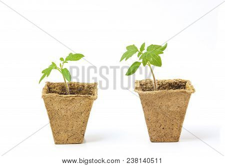 Young Fresh Tomato Seedling Sprouts In The Peat Pots Isolated On White Background. Gardening Concept