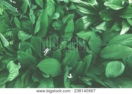 Leaf Of May-lily Background. Green Leaves Pattern In Muted Tones