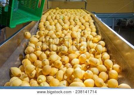The Working Of Lemons