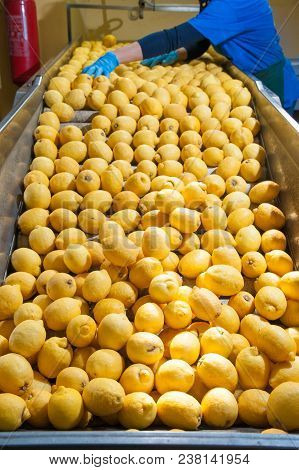 The Working Of Lemons