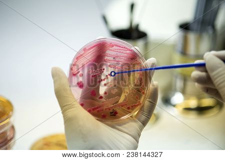 Colonies Of Red Bacteria Ferment Lactose Culture On Macconkey Agar In Microbiology Department Hospit