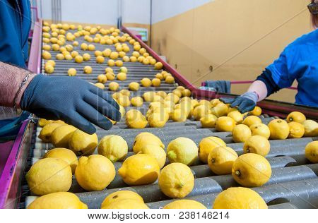 The Working Of Lemons