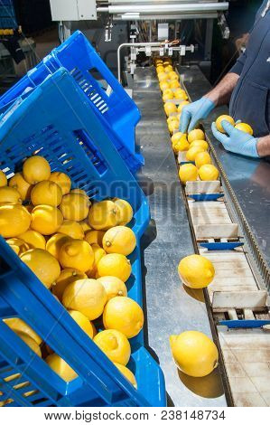 The Working Of Lemons