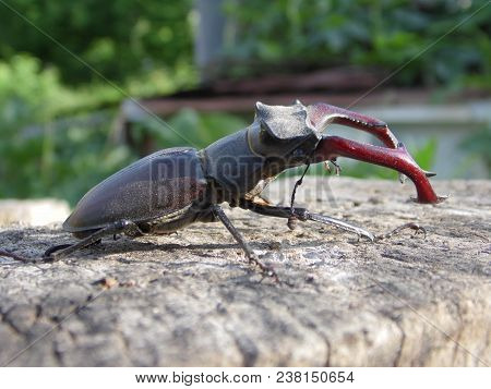 Beetle Deer Isolated Close-up In Nature Habitat.