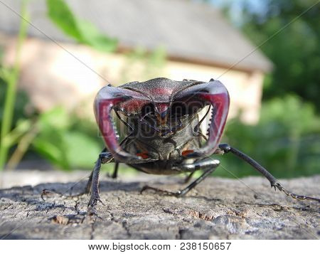 Beetle Deer Isolated Close-up In Nature Habitat.