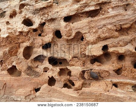 Lair Of Beetles And Ants In An Old Tree.