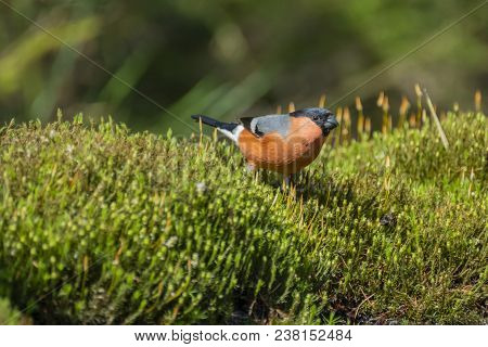 Eurasian Bullfinch, Pyrrhula Pyrrhula Standing In The Moss