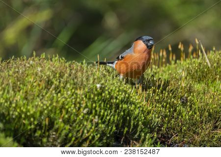 Eurasian Bullfinch, Pyrrhula Pyrrhula Standing In The Moss