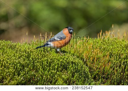 Eurasian Bullfinch, Pyrrhula Pyrrhula Standing In The Moss