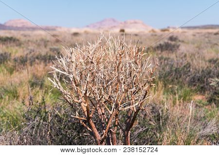 Haloxylon. Saxaul Tree In Desert, Spring Morning, Kazakhstan, Haloxylon Plants And Sand Dune. Shrub 