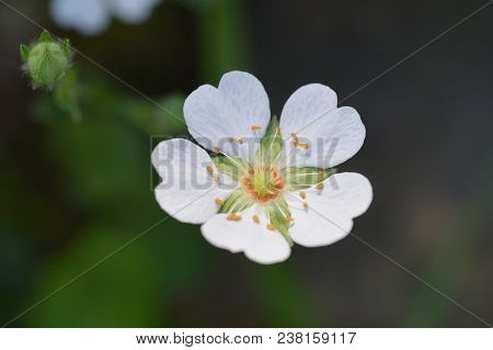 Close Up Rock Cinquefoil White Flower - Latin Name Poentilla Rupestris