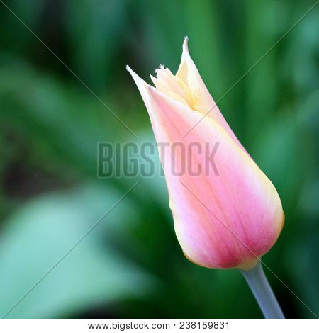 Biautiful Big Yellow And Pink Tulip. Photo. Flowers Spring