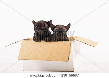 Two Chong Quing Dogs In A Box Studio