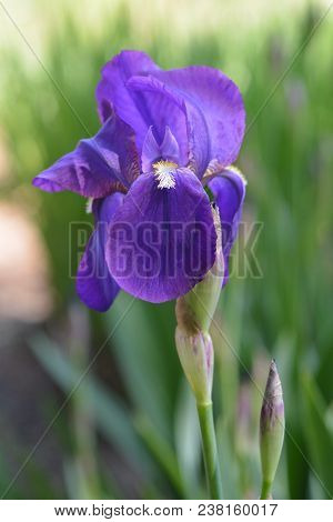 Purple Illyrian Iris Flower - Latin Name - Iris Illyrica