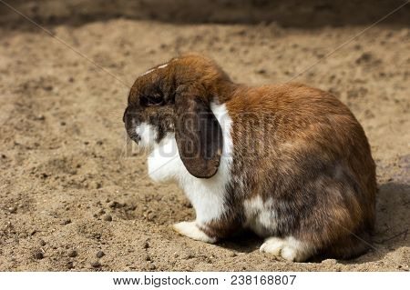 Full Body Of Brown Domestic Pygmy Rabbit.