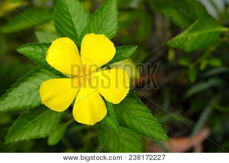Yellow Turnera Flower, Suitable For Natural Concept.