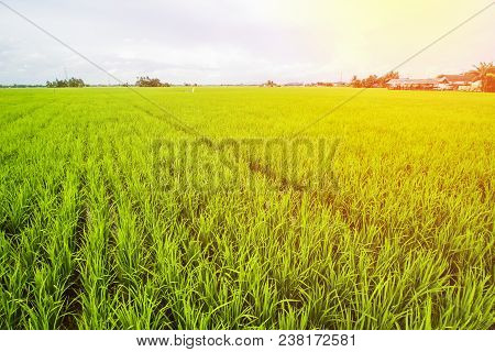 Rice Field Landscape, Paddy Field Landscape, South Borneo Indonesia