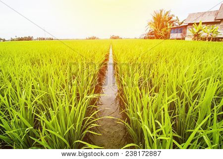Rice Field Landscape, Paddy Field Landscape, South Borneo Indonesia