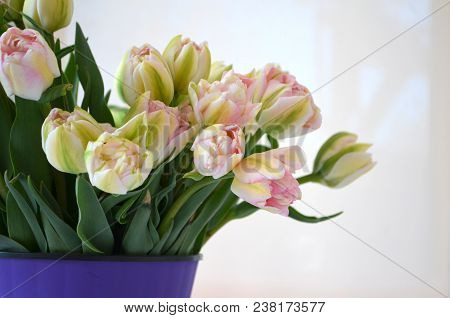 Tulip Finola Terry Early Pink And Avan Garde Gentle Yellow. Flowers In The Flowerpot