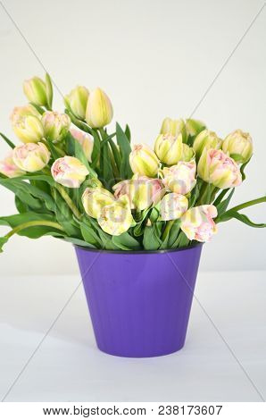 Tulip Finola Terry Early Pink And Avan Garde Gentle Yellow. Flowers In The Flowerpot