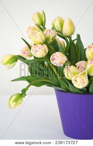 Tulip Finola Terry Early Pink And Avan Garde Gentle Yellow. Flowers In The Flowerpot