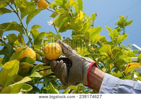 Lemon Harvest Time