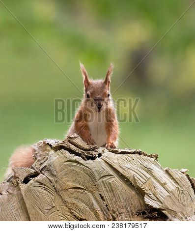 British Native Red Squirrel On Log On Brownsea Island, Dorset.