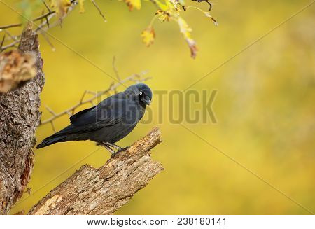 Close Up Of A Jackdaw Perching On A Dry Tree Against Yellow Background, Autumn In Uk.