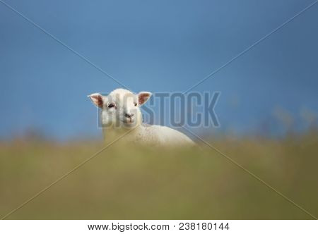 Close-up Of Young Shetland Sheep In Grass, Shetland, Uk.