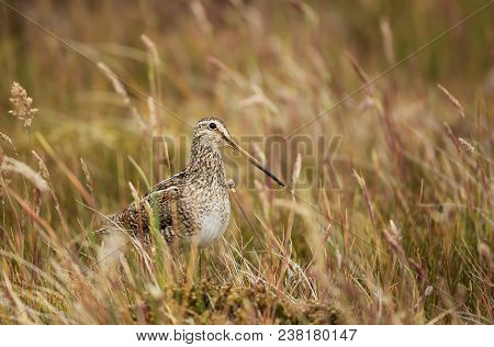 Close Up Of A South American Snipe Standing In A Meadow, Falkland Islands.