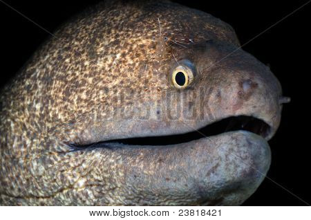 Pulizia Murena gamberetti trasparenti.