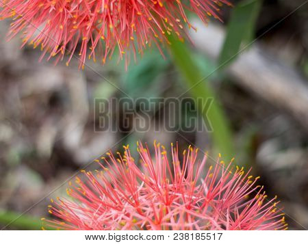 Close Up Red Blood Lily , Red Flower .beautiful.