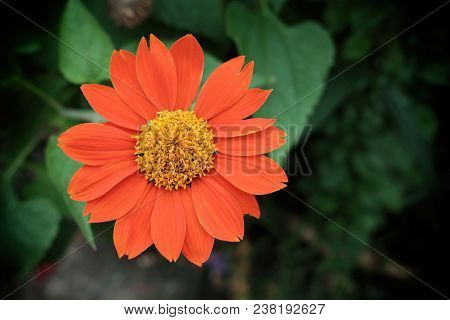 Closed-up Zinnia Flower, Suitable For Nature Concept.