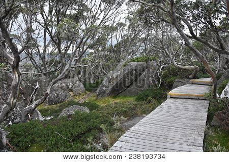 Photo Closeup Of Path Walkway Made Of Wood Along Rocky Hill Among Green Plants Bushes Trees At Day T