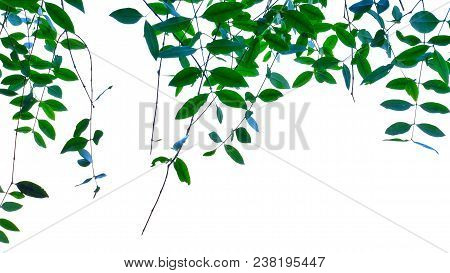 Tropical Tree Leaves Hanging From Branches At The Botanical Park On White Isolated Background For Gr