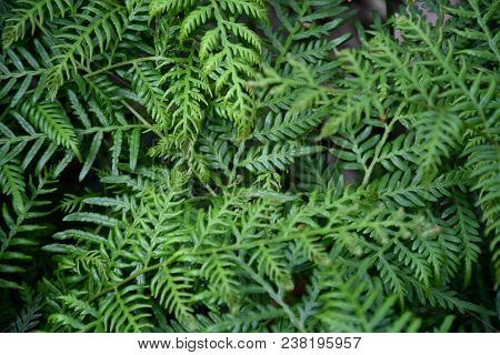 Ferns And Other Plants Of The Forest. Natural Fern Leaf Decor Closeup Photo. Tropical Greenery Top V