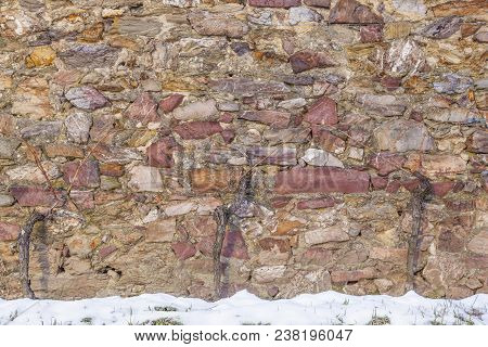 Vine Grapes Are Growing At An Old Medieval Wall In Winter