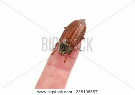 Cockchafer (melolontha Melolontha) On A White Background