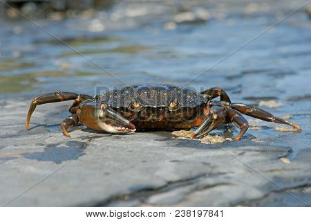 European Green Crab (carcinus Maenus) On Barnacle Encrusted Rock