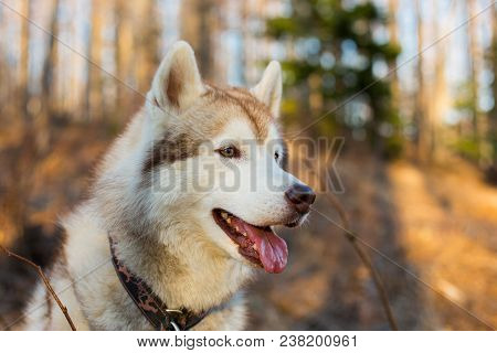 Close-up Portrait Of Beige And White Siberian Husky Dog In Early Spring Season. Profile Image Of You