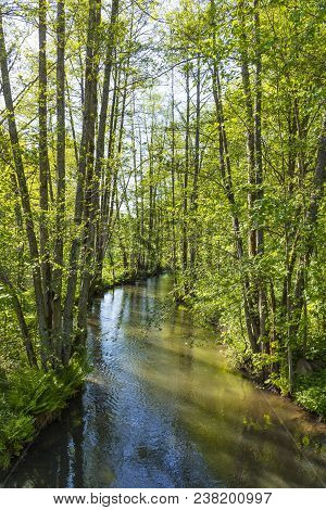 Small Creek Hafenlohr Flows Through The Dense Wild Forest In Bavaria, Germany
